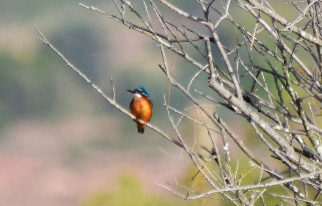 Common Kingfisher - Luís Santos