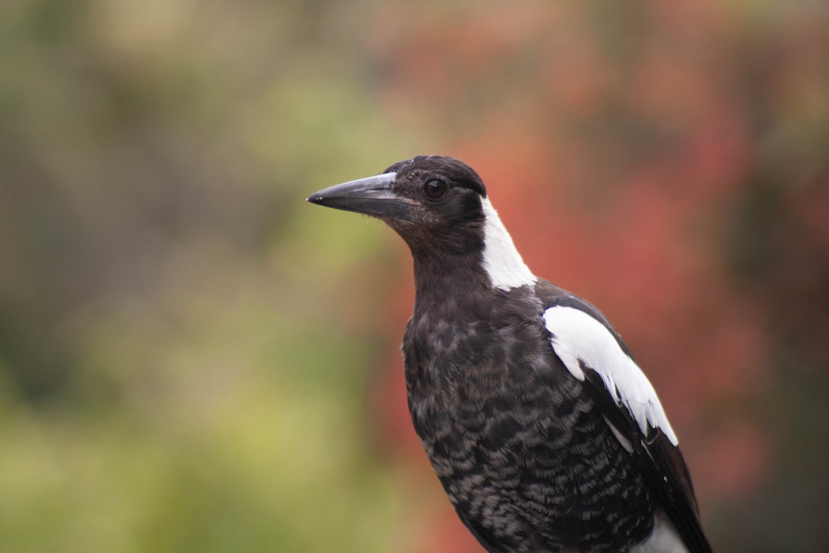 Australian Magpie - ML413063251