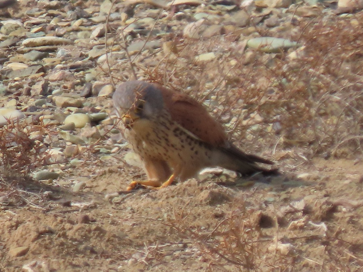 Eurasian Kestrel - ML413064021