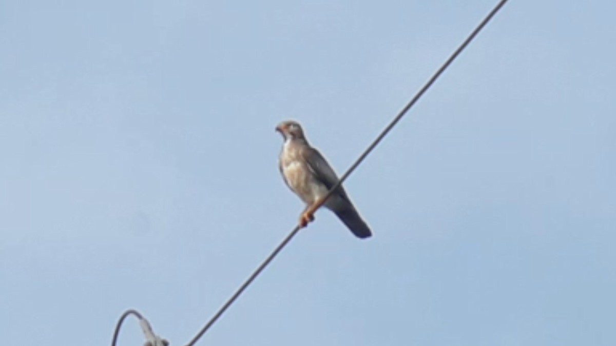 White-eyed Buzzard - ML413064851