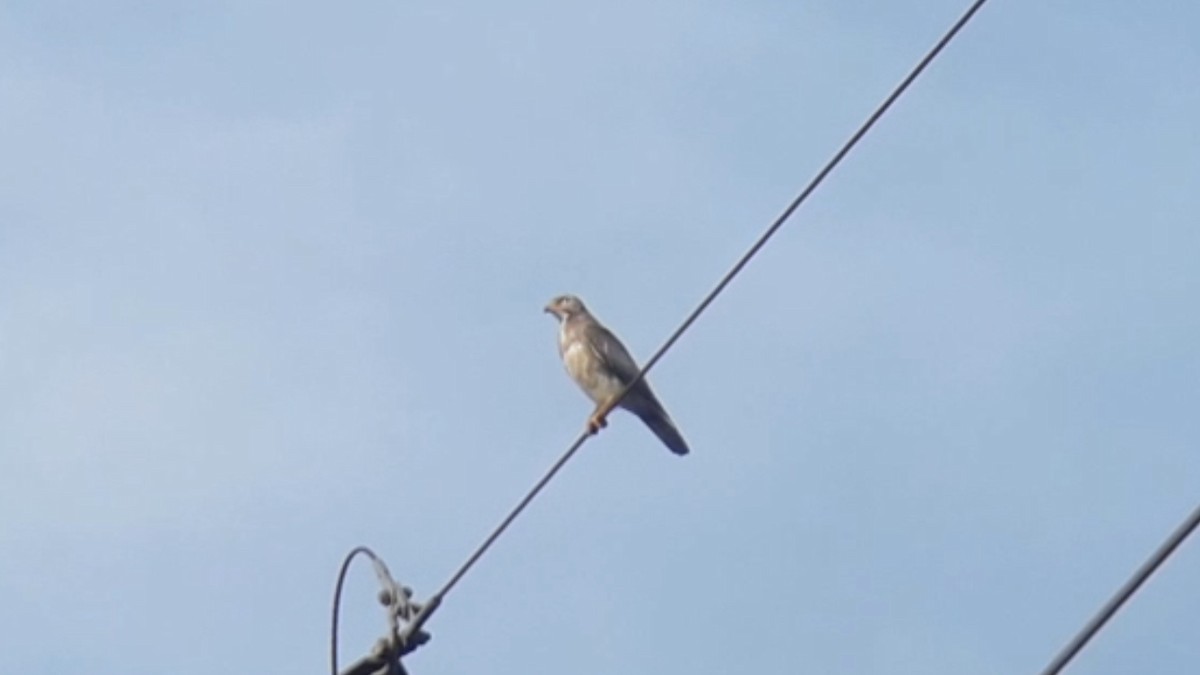 White-eyed Buzzard - ML413064861