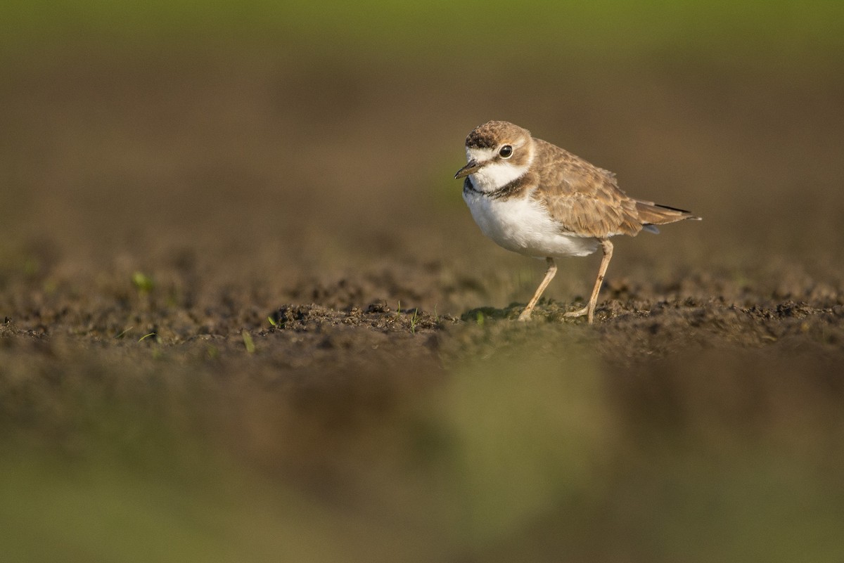 Collared Plover - ML413065701