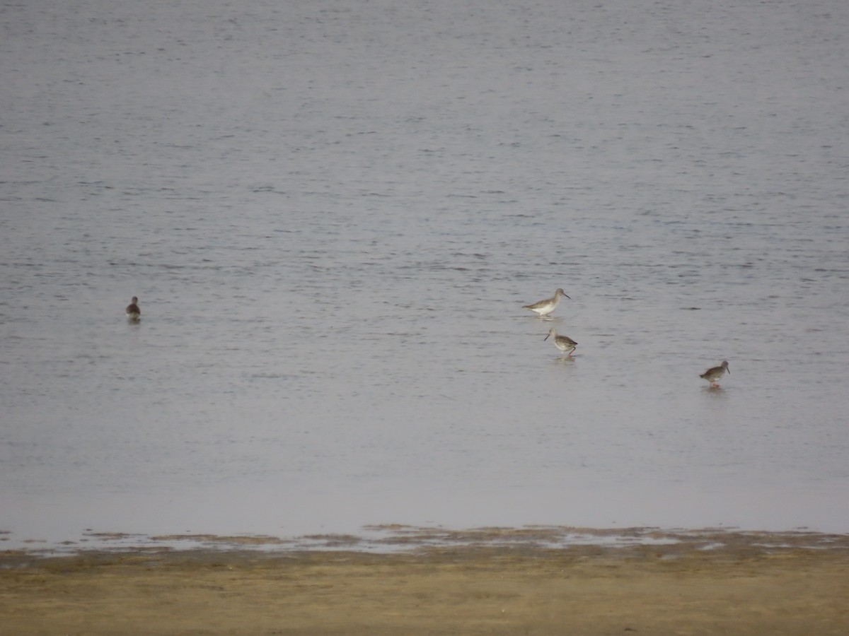 Dunlin - ML413067401