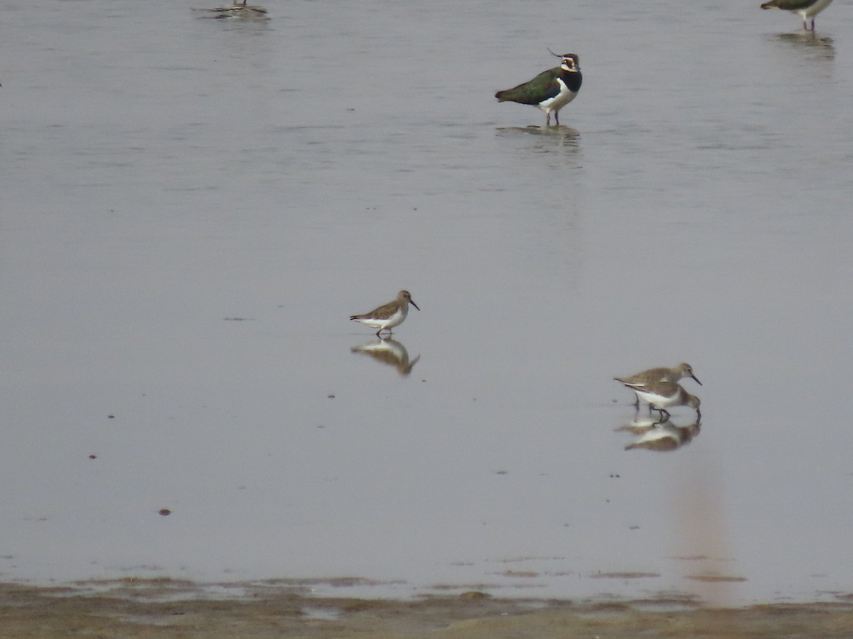 Dunlin - ML413067761