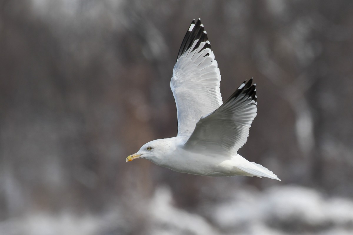 Herring Gull - Traci Gentry