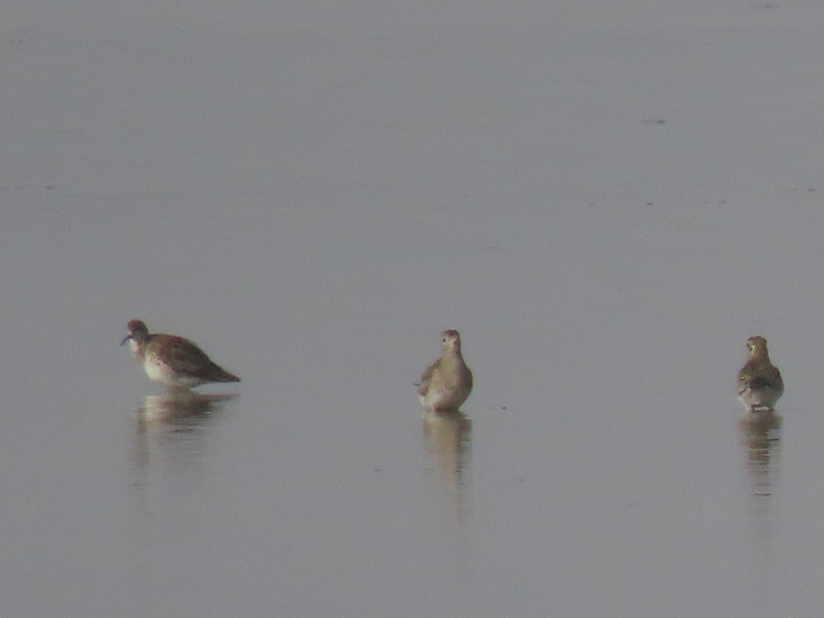 Dunlin - ML413068671