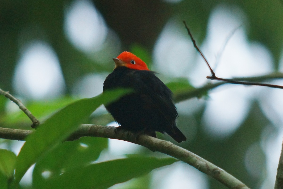 Red-capped Manakin - Robin Oxley 🦉