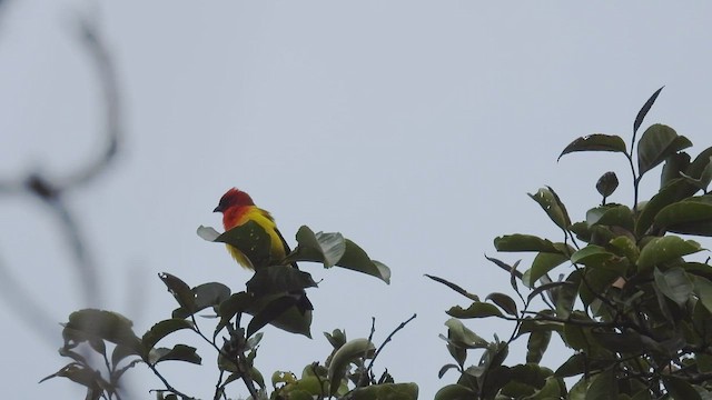 Red-hooded Tanager - ML413069731