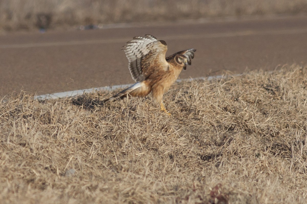 Northern Harrier - ML41306991