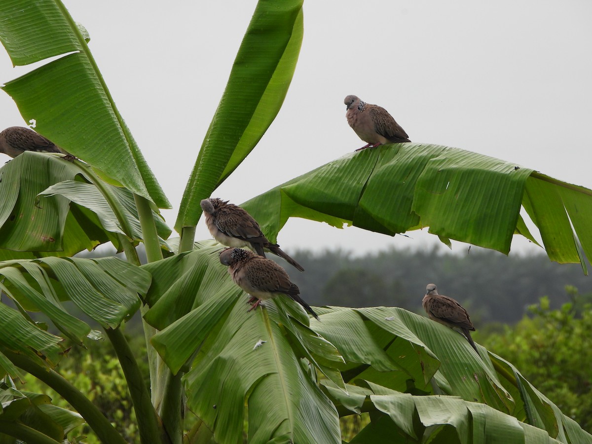 珠頸斑鳩 - ML413070501