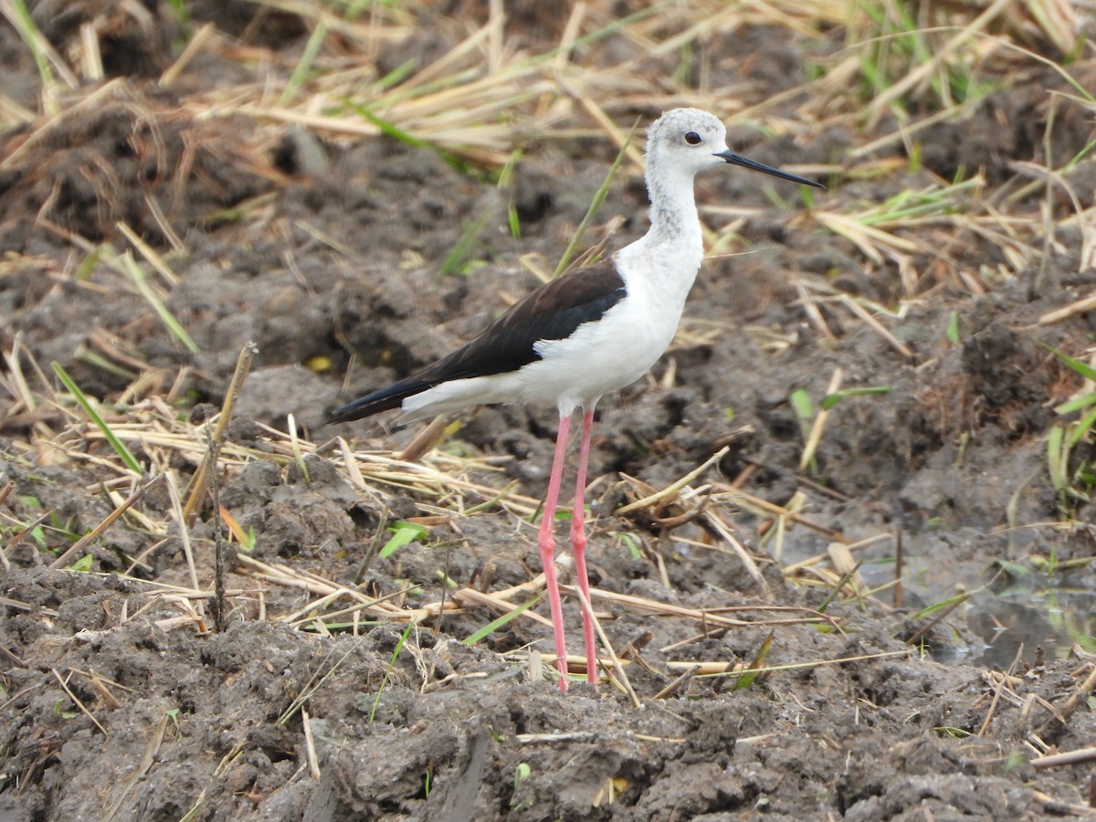 Black-winged Stilt - ML413070601