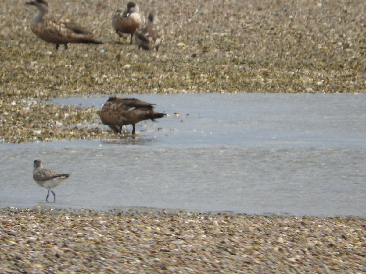 Black-bellied Plover - ML413072931