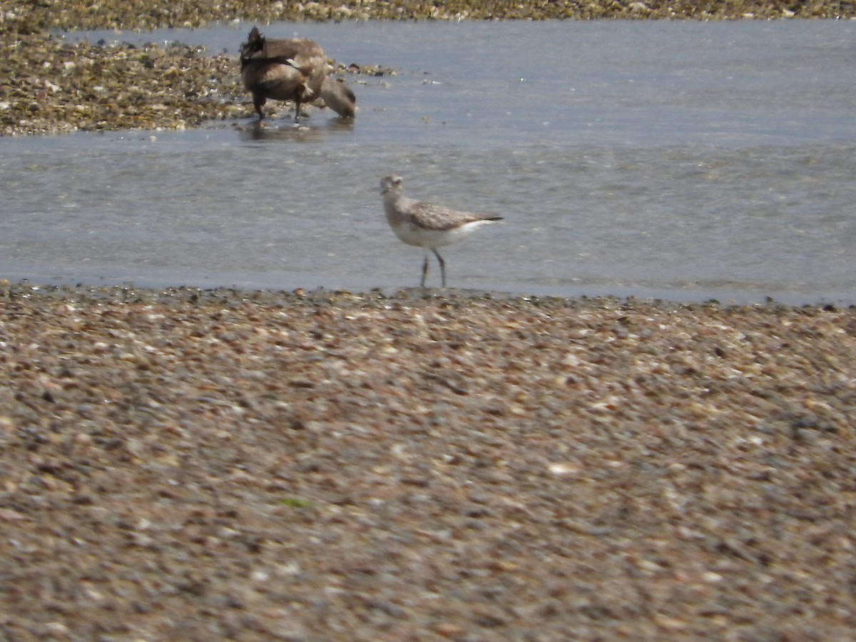 Black-bellied Plover - ML413072961