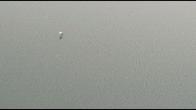 Painted Stork - ML413075321