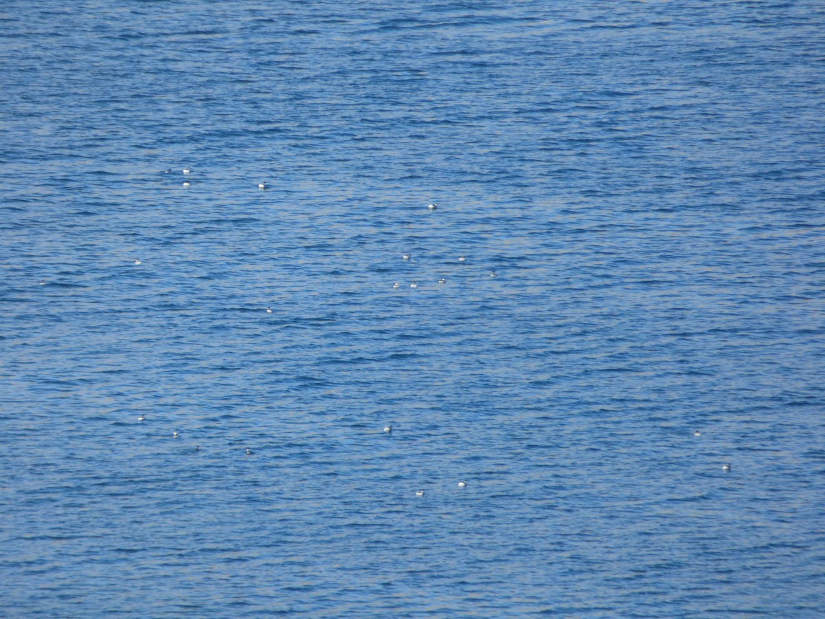 Silvery Grebe - Daniel Imbernón Vigara