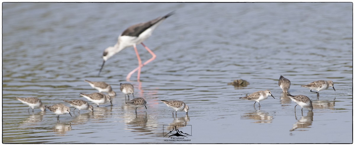 Little Stint - ML413075921