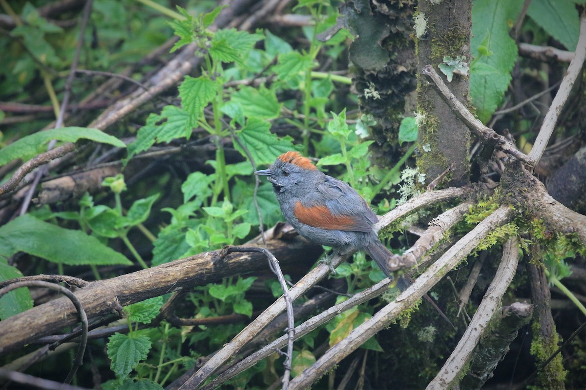 Apurimac Spinetail - ML413076761