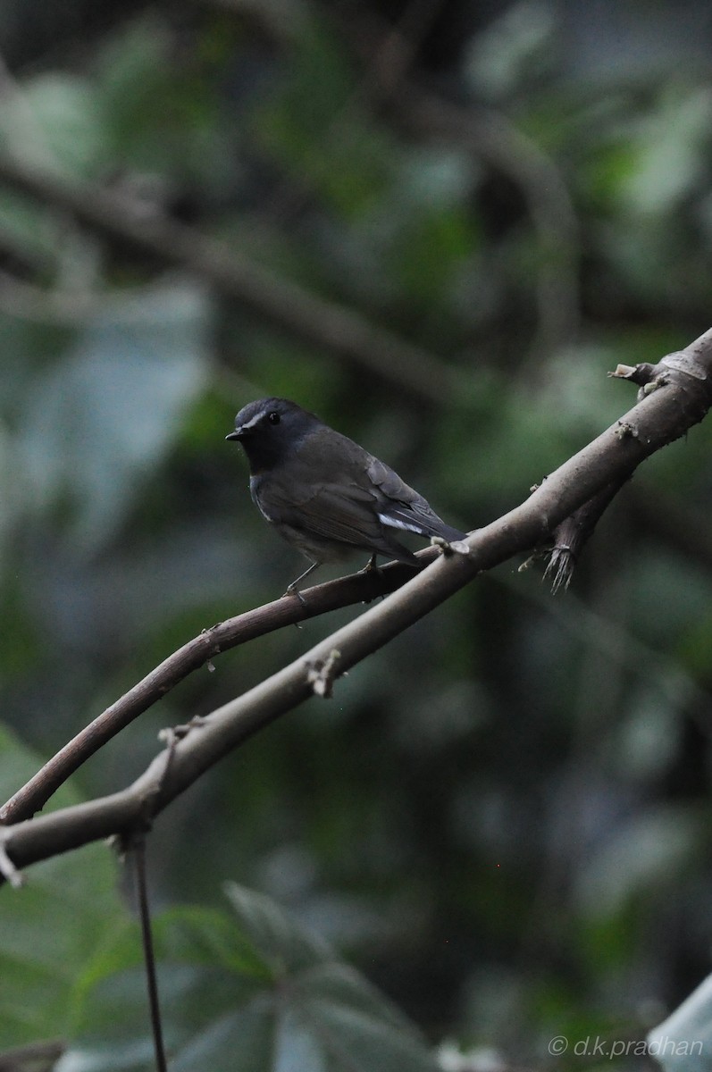 Rufous-gorgeted Flycatcher - ML413076831