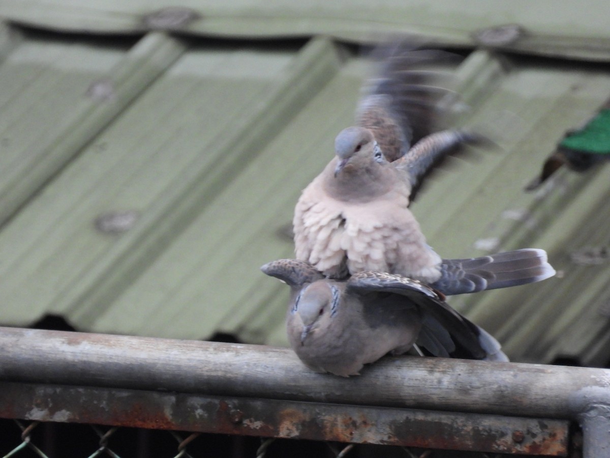 Oriental Turtle-Dove - ML413077091