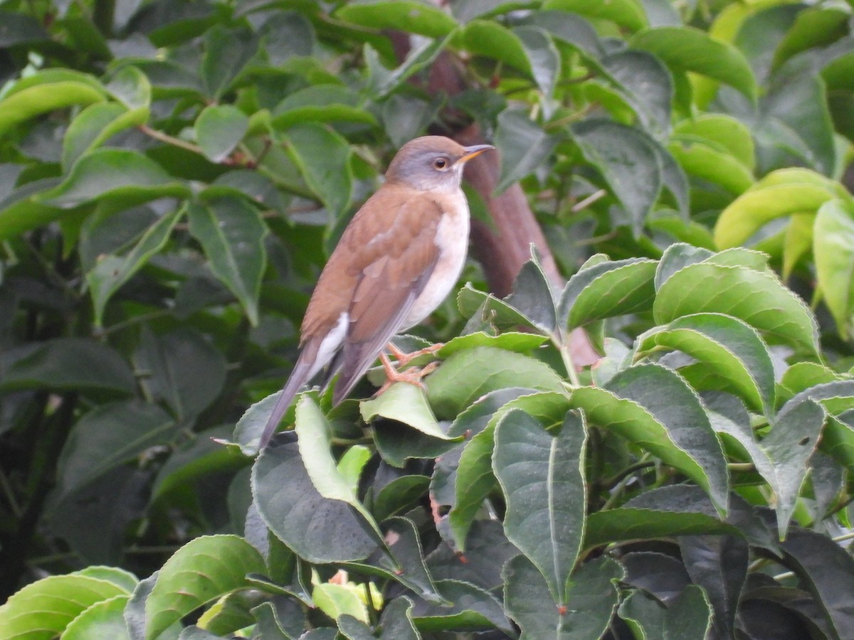 Pale Thrush - ML413077711