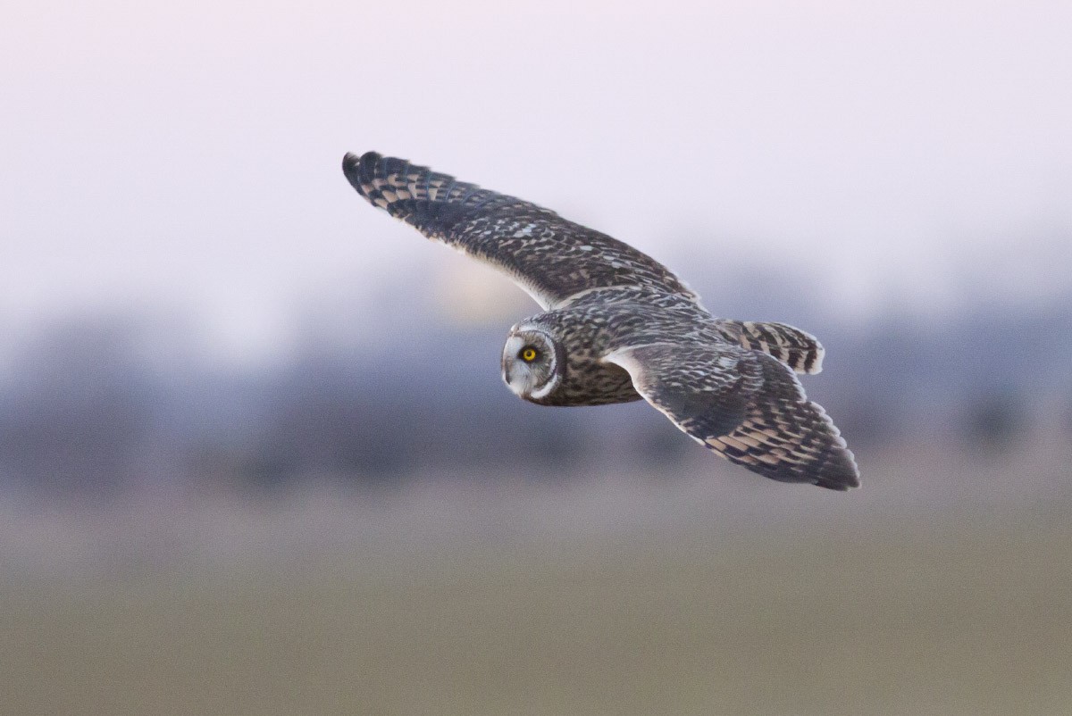 Short-eared Owl - ML41308031