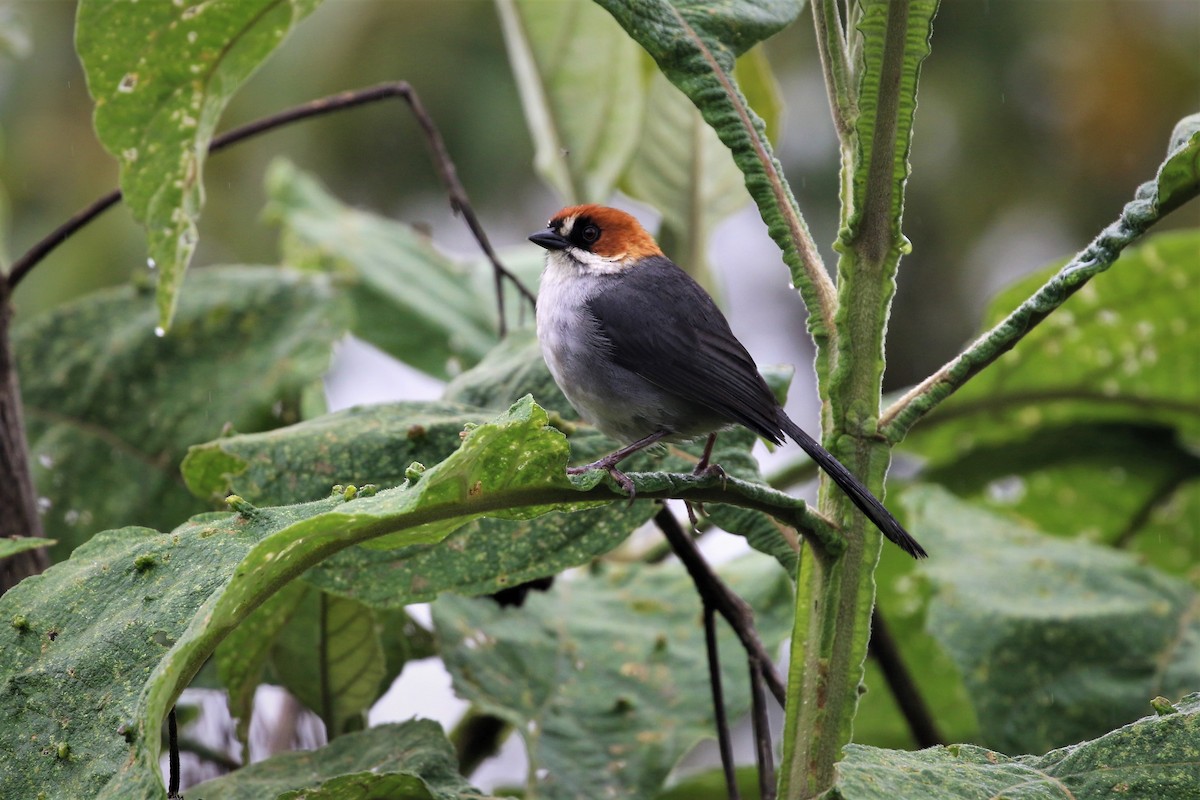 Apurimac Brushfinch - ML413081451