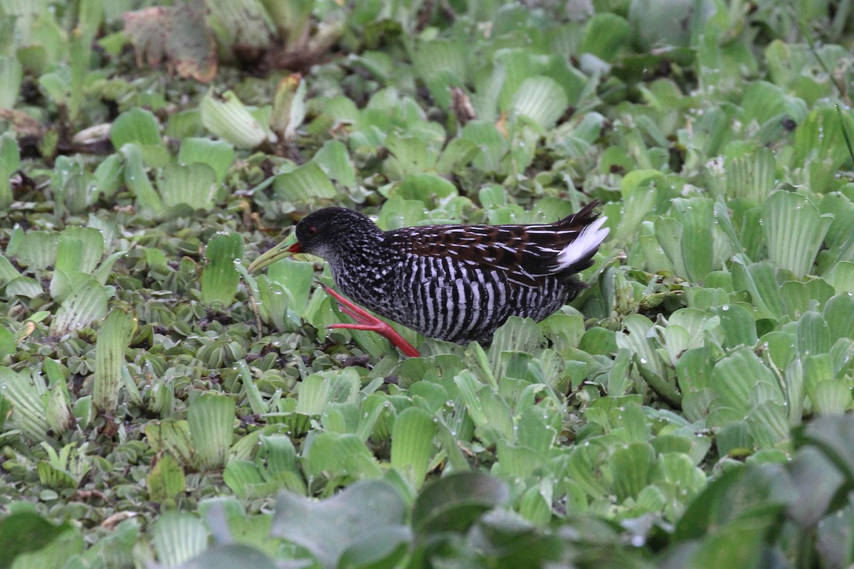 Spotted Rail - ML413082631