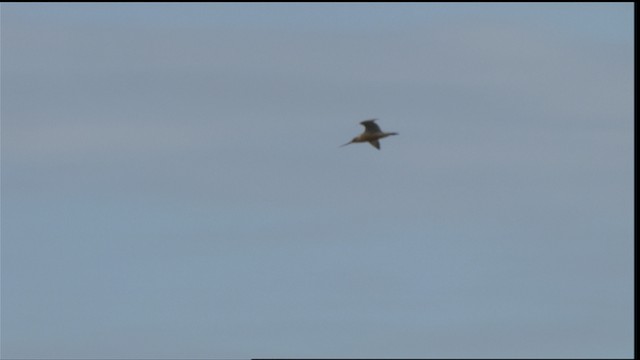 Bar-tailed Godwit (Siberian) - ML413084