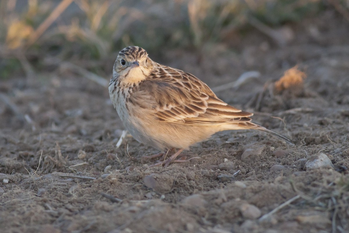 Sprague's Pipit - Michael Todd