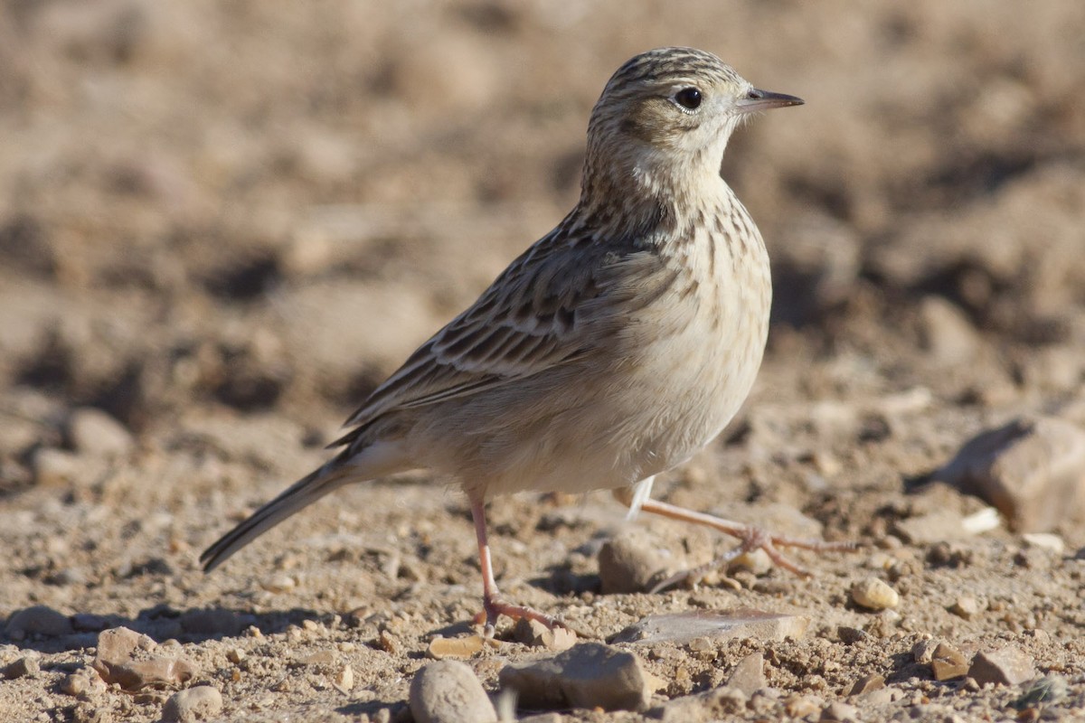 Sprague's Pipit - Michael Todd