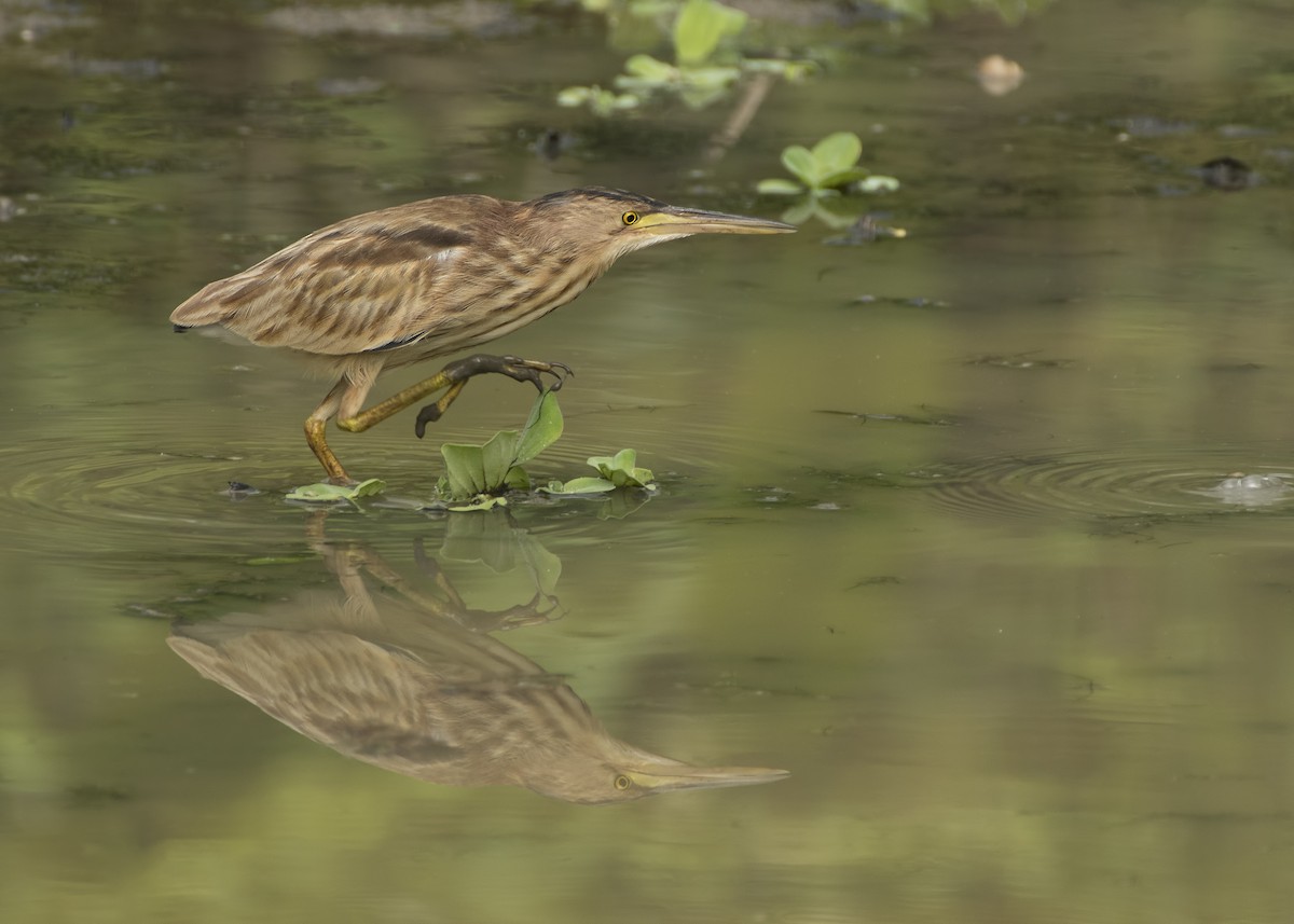 Yellow Bittern - ML413086081