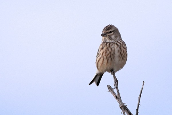 Eurasian Linnet - ML41308641