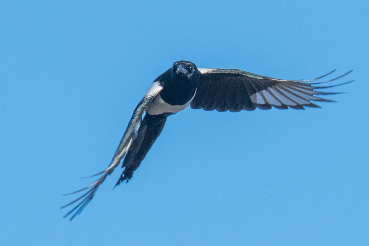 Black-billed Magpie - Jeff Bleam