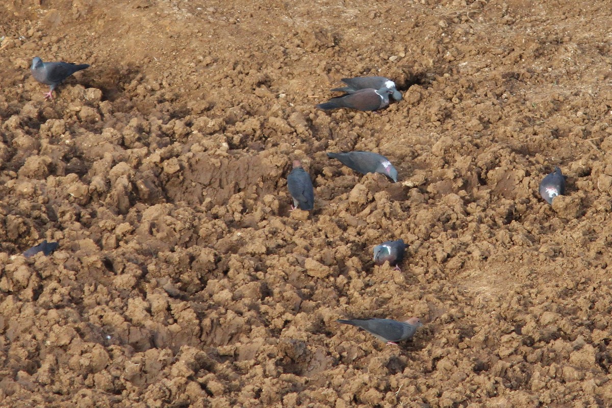 Pigeon de Delegorgue - ML413088411