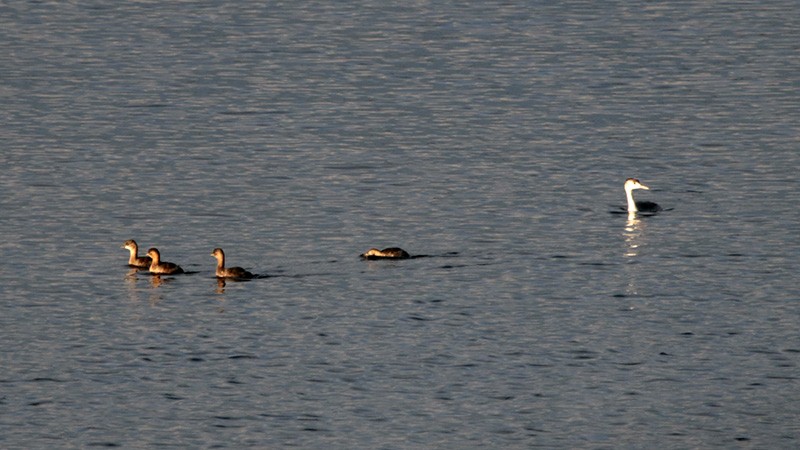 Little Grebe - ML41308871