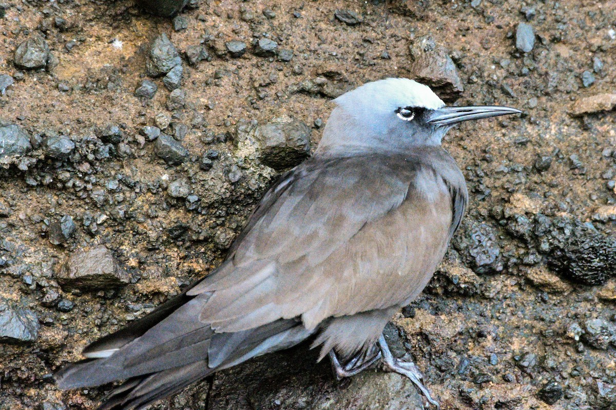 Brown Noddy - ML413090101