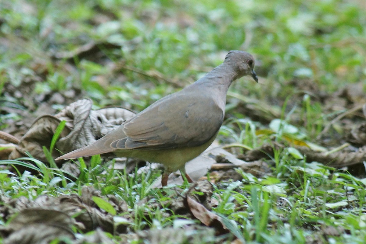 White-tipped Dove - ML413090251