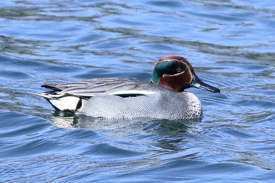 Green-winged Teal - ML413090611