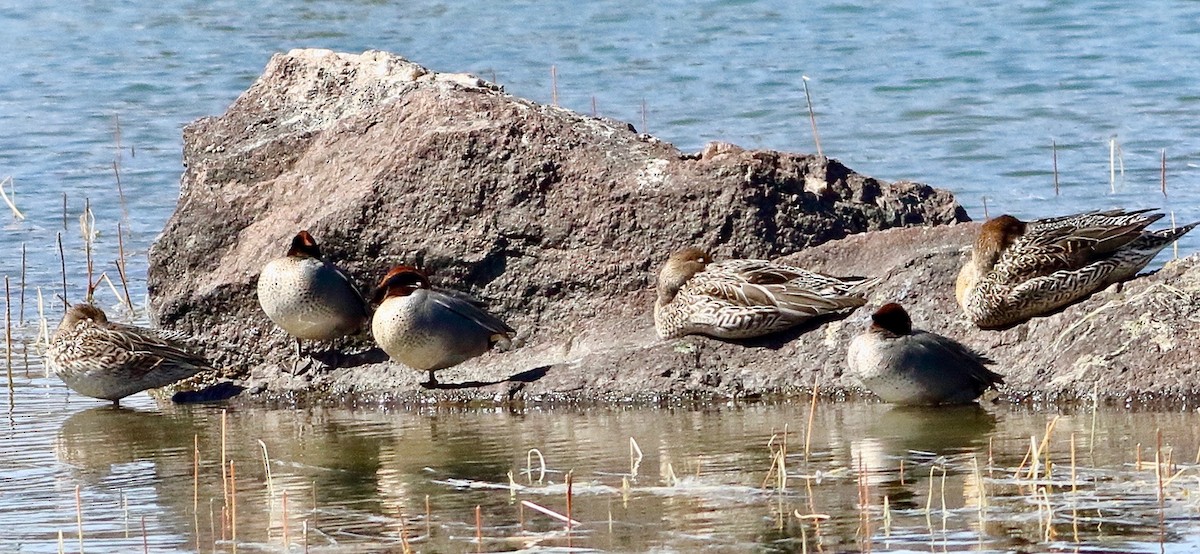 Green-winged Teal - ML413090701