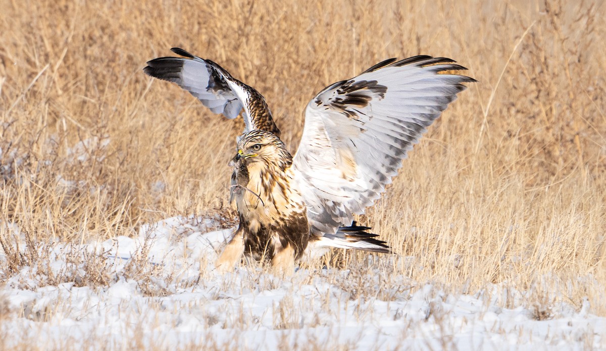 Rough-legged Hawk - ML413091371