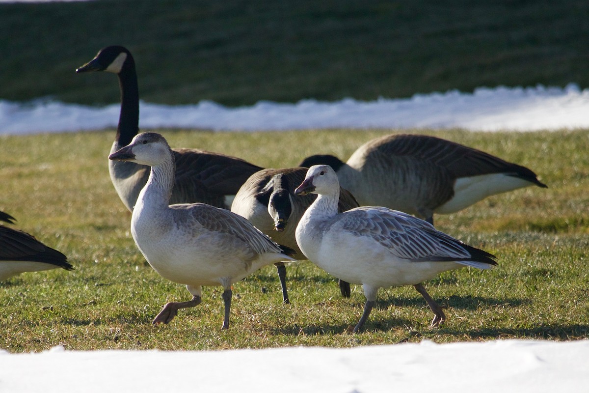 Snow Goose - ML413092841