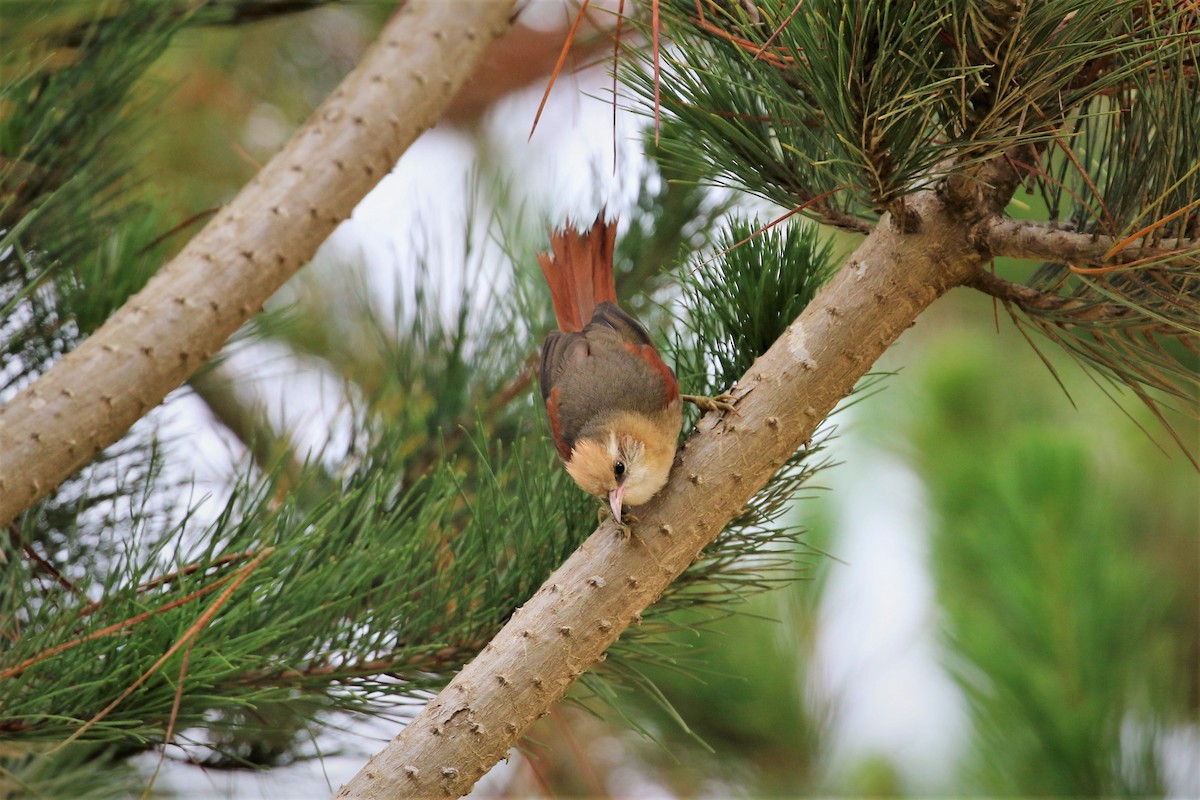 Creamy-crested Spinetail - ML413093311