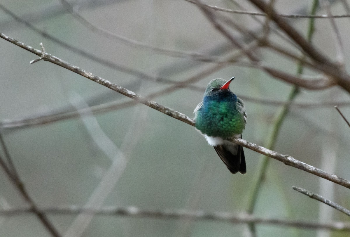 Broad-billed Hummingbird - ML413098541