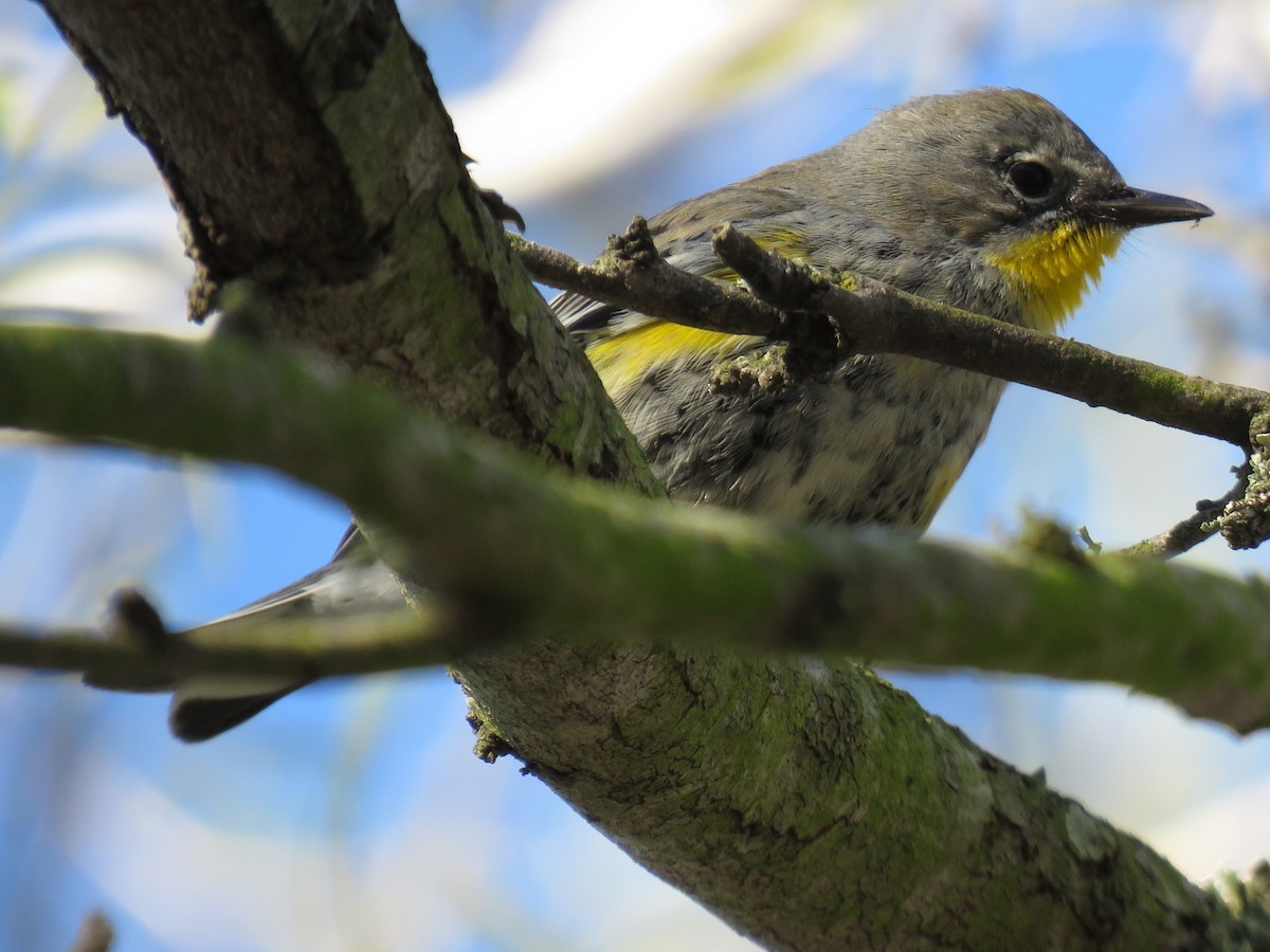 Yellow-rumped Warbler (Audubon's) - John Brush
