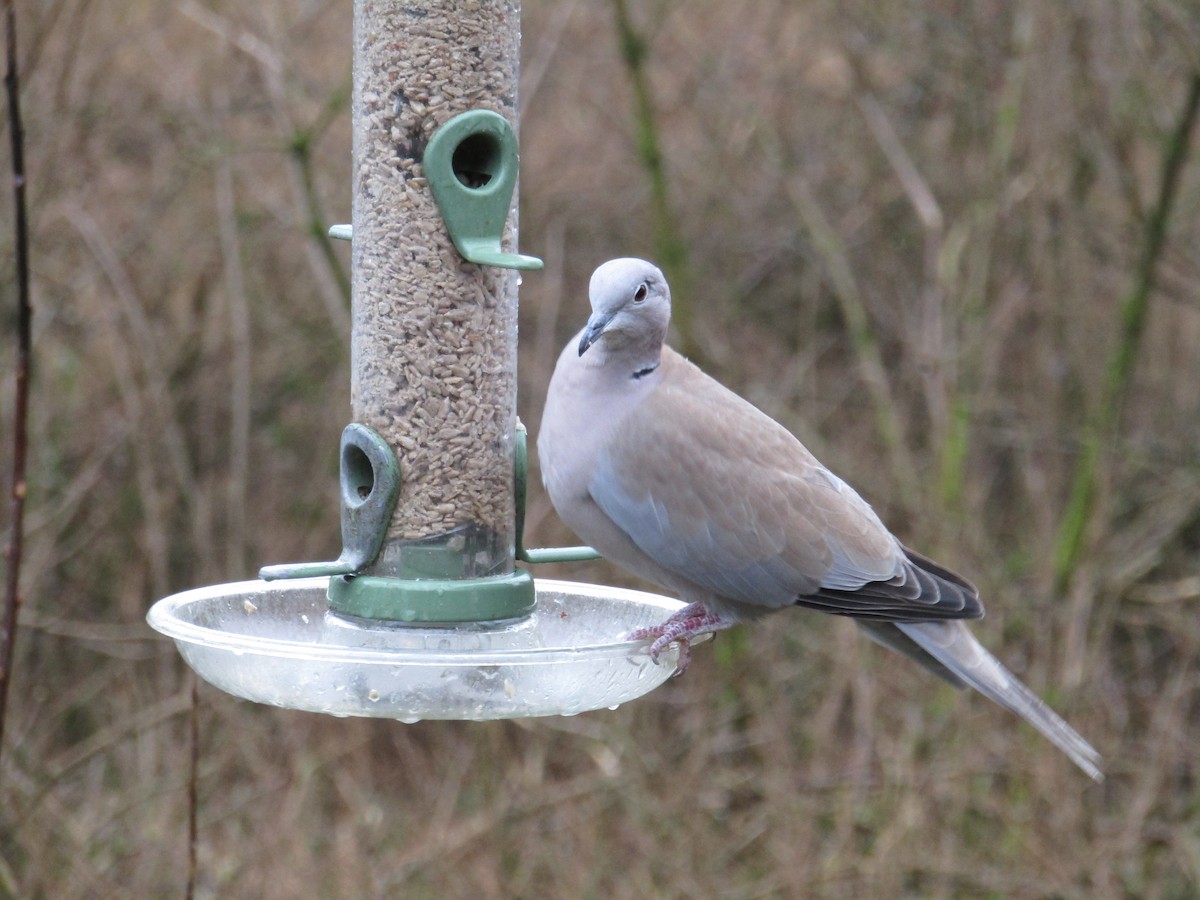 Eurasian Collared-Dove - ML413099451