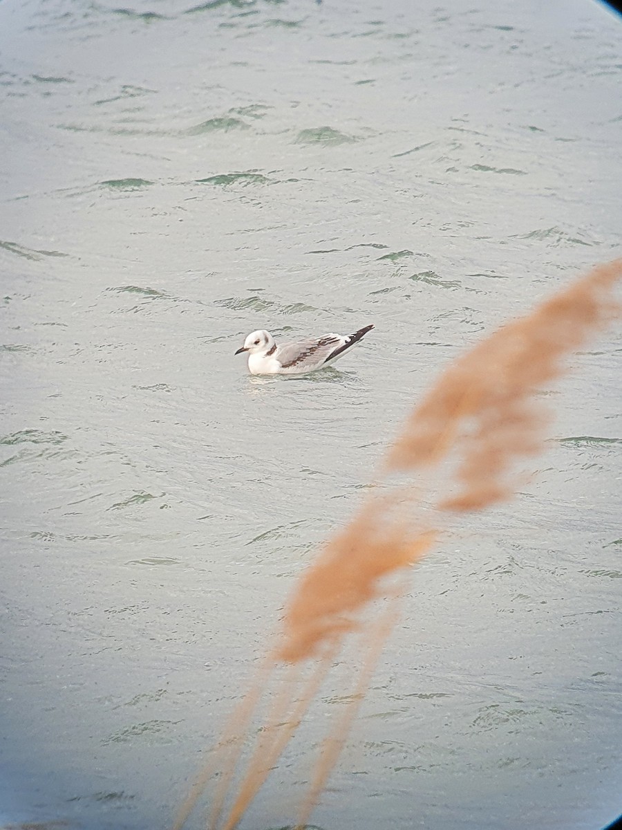 Black-legged Kittiwake - Pedro J. Leitão