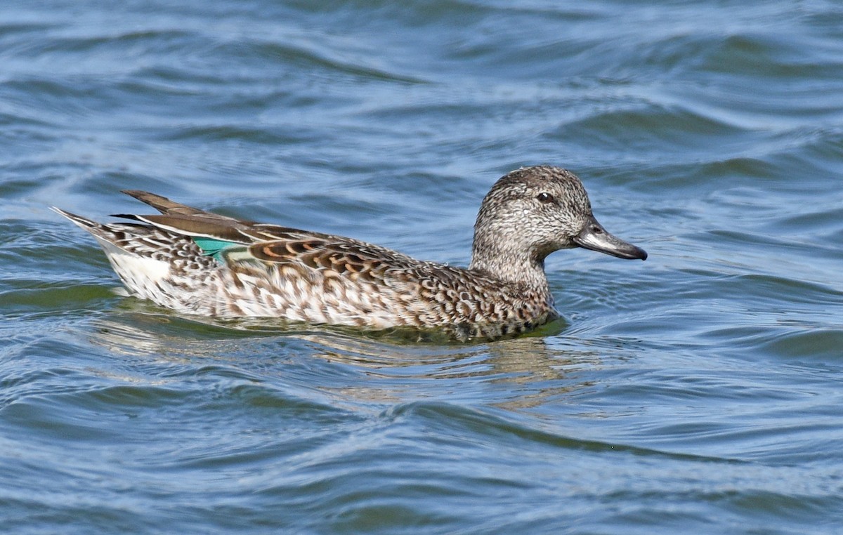 Green-winged Teal - Steven Mlodinow