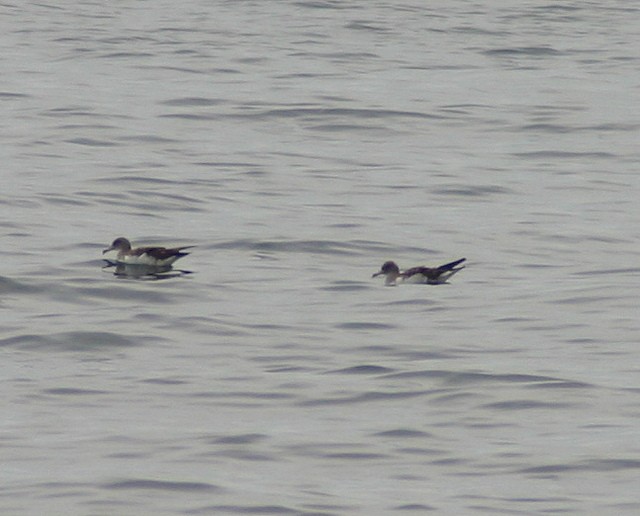 Cory's Shearwater - Nick  Lund