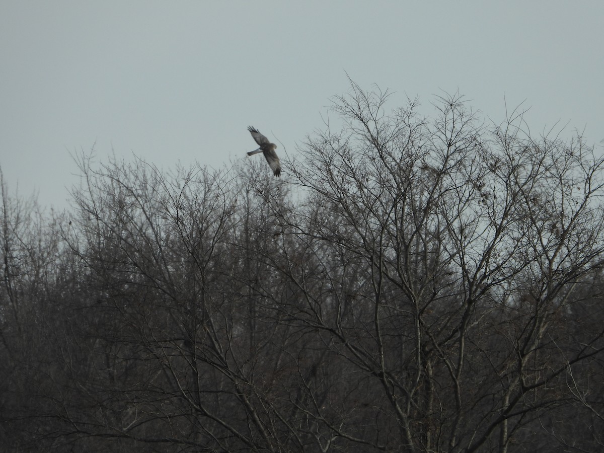 Northern Harrier - ML413105541