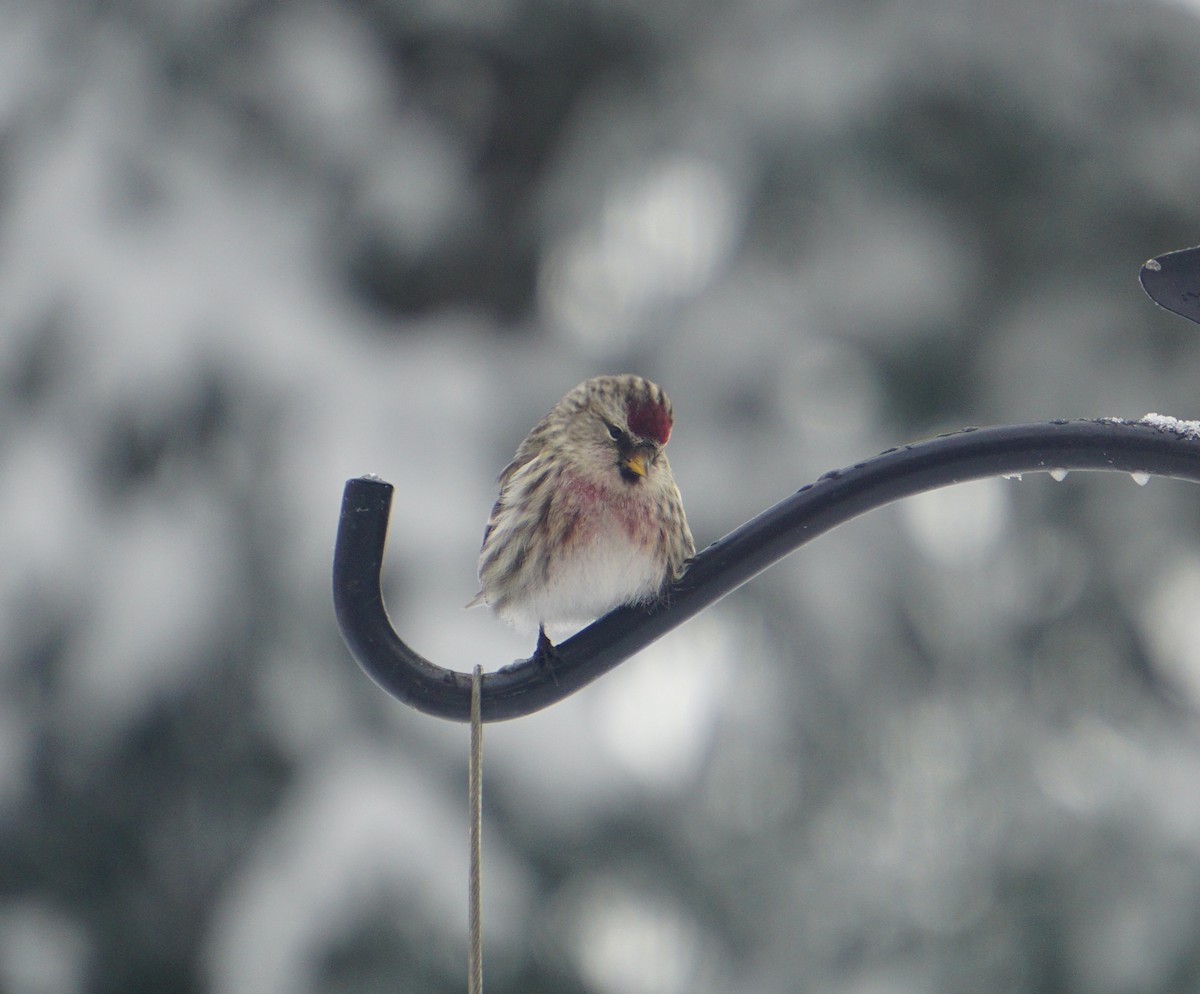 Redpoll (Common) - ML413105841